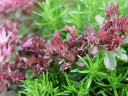Flowers with large ISO setting.JPG
